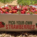 Pick-Your-Own Strawberries